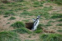 Insel Magdalena, das Zuhause von zigtausenden Pinguinen