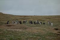 Insel Magdalena, das Zuhause von zigtausenden Pinguinen