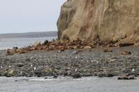 Insel Magdalena, das Zuhause von zigtausenden Pinguinen