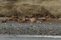 Insel Magdalena, das Zuhause von zigtausenden Pinguinen