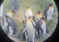 Köningspinguine in Feuerland