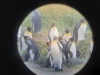 Köningspinguine in Feuerland