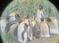 Köningspinguine in Feuerland