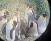 Köningspinguine in Feuerland