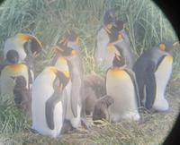 Köningspinguine in Feuerland