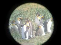 Köningspinguine in Feuerland