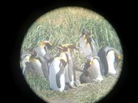 Köningspinguine in Feuerland