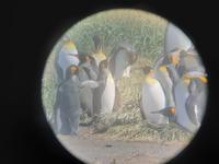 Köningspinguine in Feuerland