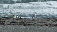 Köningspinguine in Feuerland