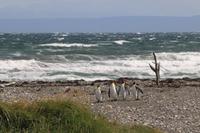 Köningspinguine in Feuerland