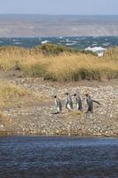 Köningspinguine in Feuerland