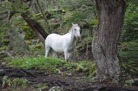 Wanderung am Beagle-Kanal im Feuerland-Nationalpark in Usuahia