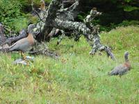 Wanderung am Beagle-Kanal im Feuerland-Nationalpark in Usuahia