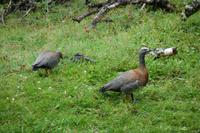 Wanderung am Beagle-Kanal im Feuerland-Nationalpark in Usuahia
