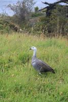 Wanderung am Beagle-Kanal im Feuerland-Nationalpark in Usuahia