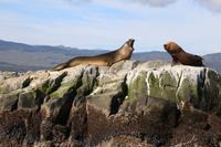 Bootsfahrt auf dem Beagle-Kanal