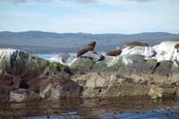 Bootsfahrt auf dem Beagle-Kanal