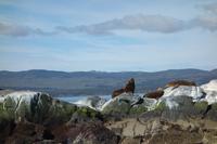 Bootsfahrt auf dem Beagle-Kanal