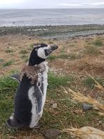 Insel Isla Magdalena inmitten der Magellan-Straße, das Zuhause von zigtausenden Pinguinen