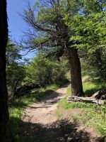 Las Aguilas y los Condores 