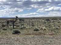 Torres del Paine 