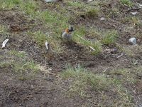 Wanderung zur Lagune de los Tres