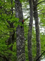 Wanderung zum Huemul-Gletscher