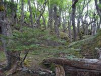 Wanderung zum Huemul-Gletscher