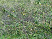 Nationalpark Torres del Paine