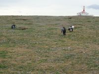 Isla Magdalena bei Punta Arenas