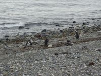 Isla Magdalena bei Punta Arenas