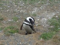 Isla Magdalena bei Punta Arenas