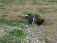 Isla Magdalena bei Punta Arenas