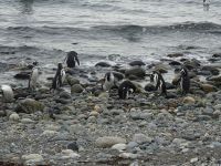 Isla Magdalena bei Punta Arenas