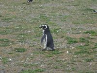Isla Magdalena bei Punta Arenas