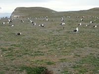 Isla Magdalena bei Punta Arenas
