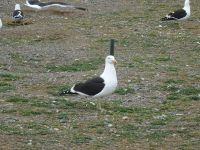 Isla Magdalena bei Punta Arenas