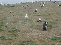 Isla Magdalena bei Punta Arenas