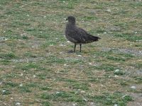 Isla Magdalena bei Punta Arenas