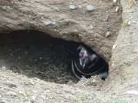 Isla Magdalena bei Punta Arenas