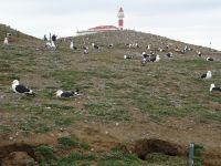 Isla Magdalena bei Punta Arenas