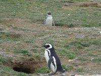 Isla Magdalena bei Punta Arenas