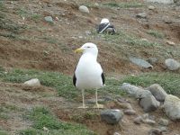 Isla Magdalena bei Punta Arenas