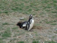 Isla Magdalena bei Punta Arenas