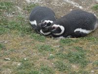 Isla Magdalena bei Punta Arenas