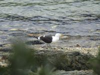 Wanderung im Feuerland-Nationalpark