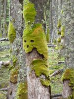 Wanderung Mirador del  Glaciar Huemul