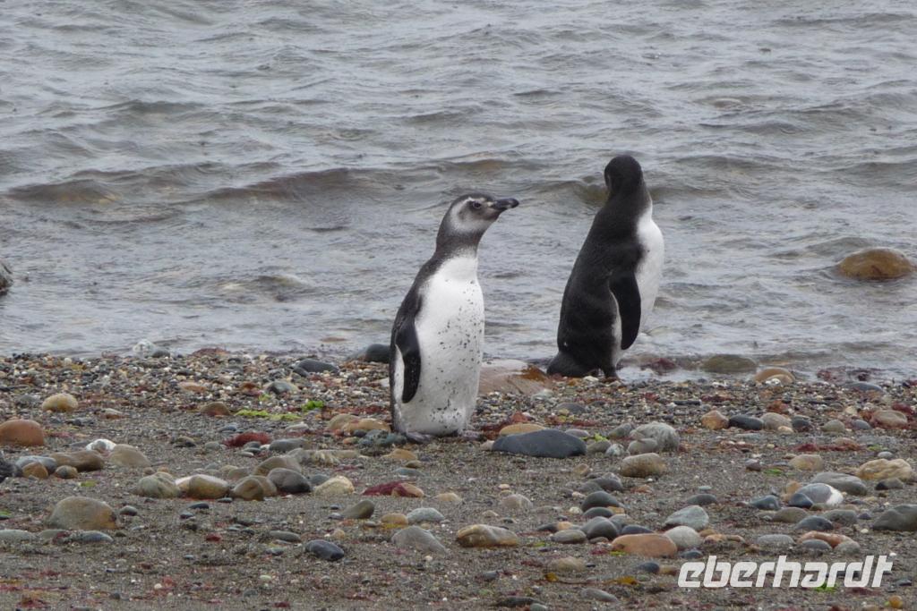 Pinguine am Seno Otway
