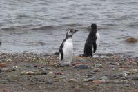 Pinguine am Seno Otway