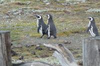 Pinguine am Seno Otway